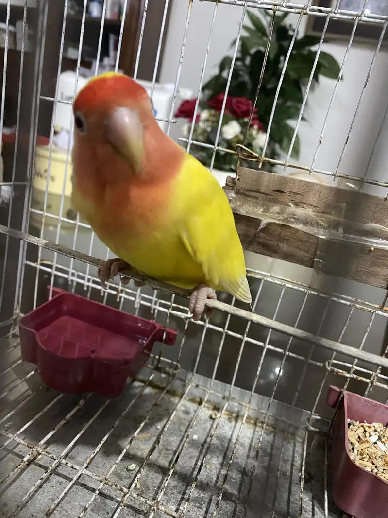 Healthy Peach Faced Female — photo 5