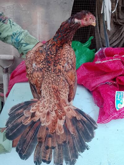 aseel hen for sale