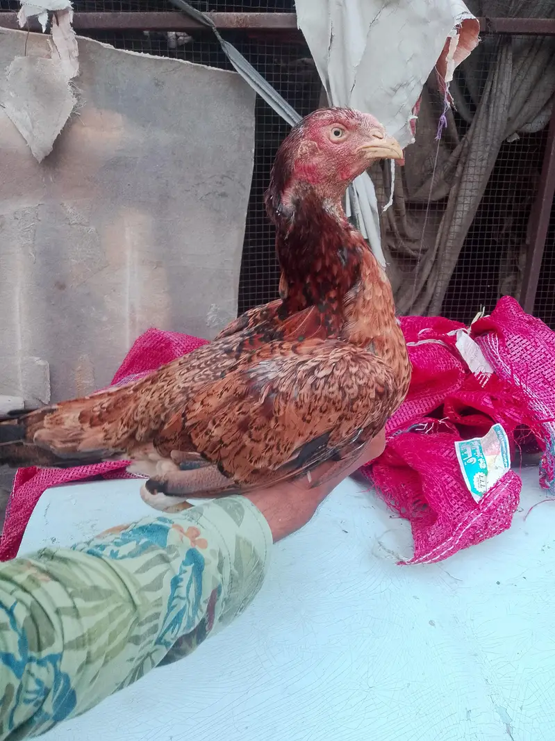 aseel hen for sale — photo 2