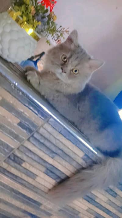 Persian cat 0301-6117841