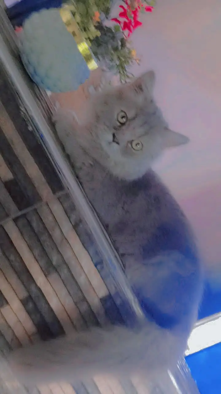 Persian cat 0301-6117841 — photo 2