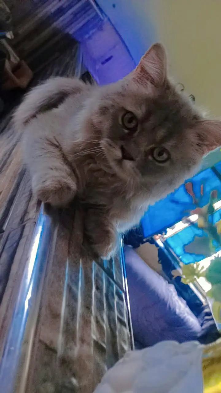 Persian cat 0301-6117841 — photo 3