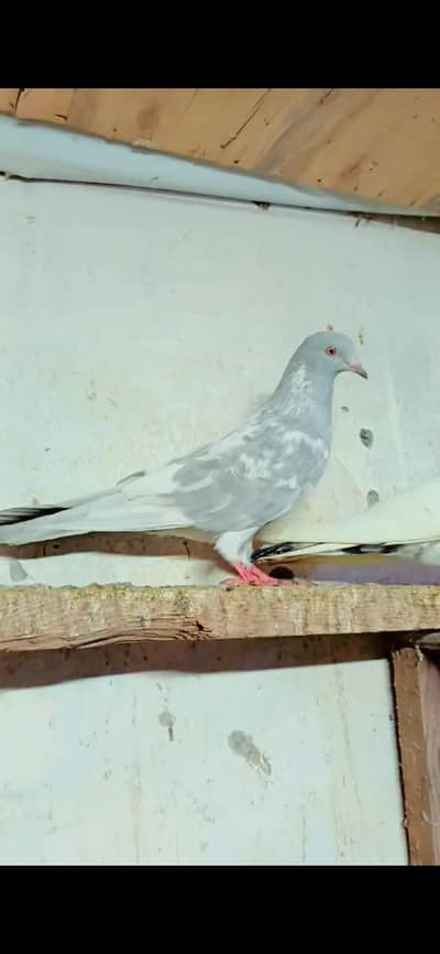 saleta male red eyz  03228022139