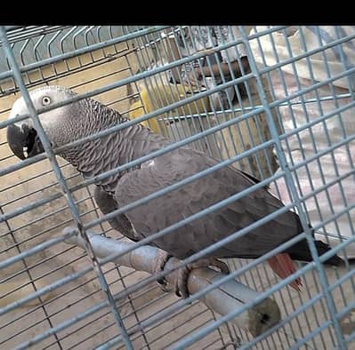 Talking African grey parrot, Grey parrot
