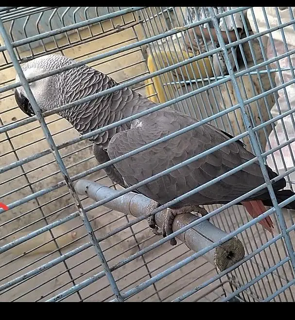 Talking African grey parrot, Grey parrot — photo 2