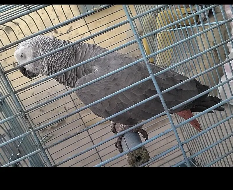 Talking African grey parrot, Grey parrot — photo 3