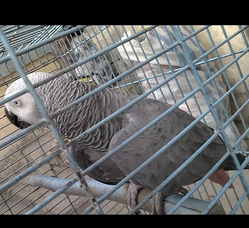 Talking African grey parrot, Grey parrot — photo 4