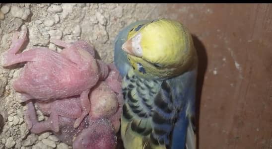 breeder pair with chicks for sale