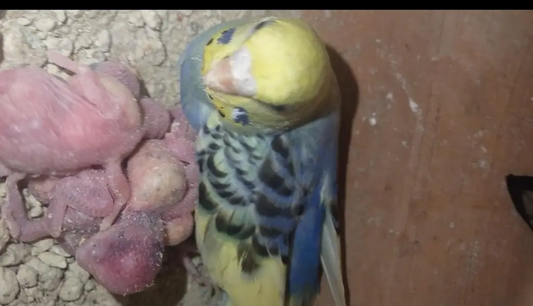 breeder pair with chicks for sale — photo 2