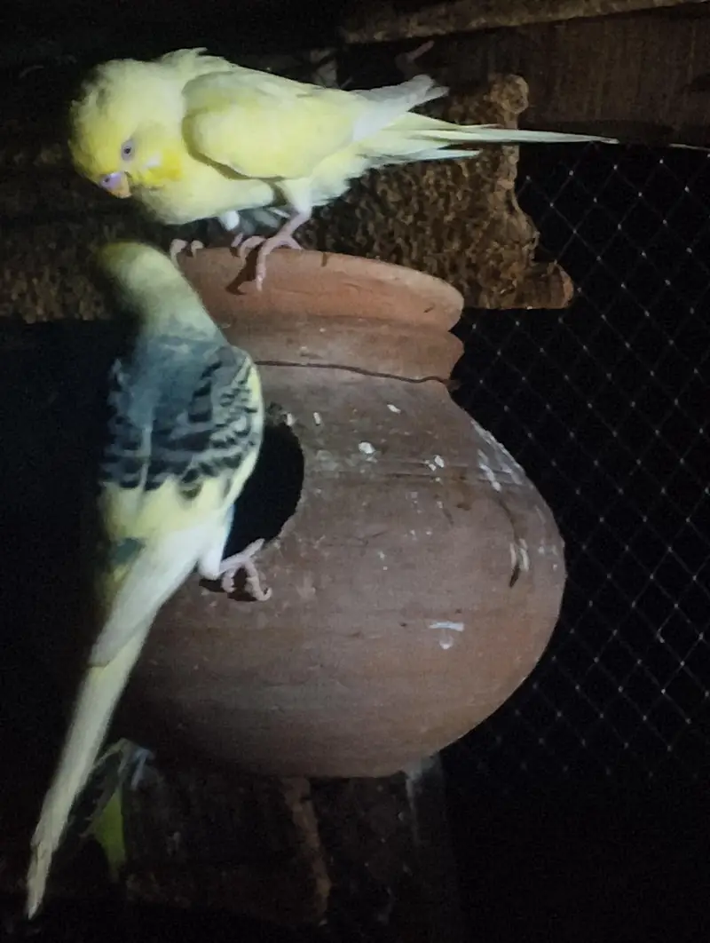breeder pair with chicks for sale — photo 3
