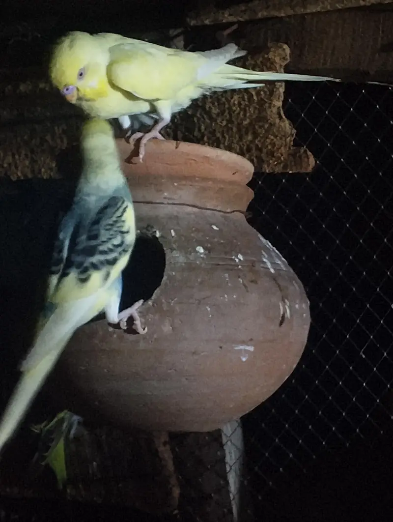 breeder pair with chicks for sale — photo 4