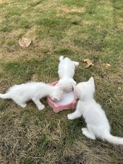 Kittens for sale