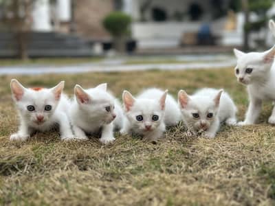 Kittens for sale