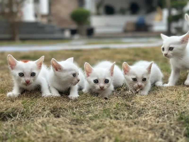 Kittens for sale — photo 2