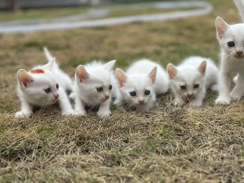Kittens for sale — photo 3