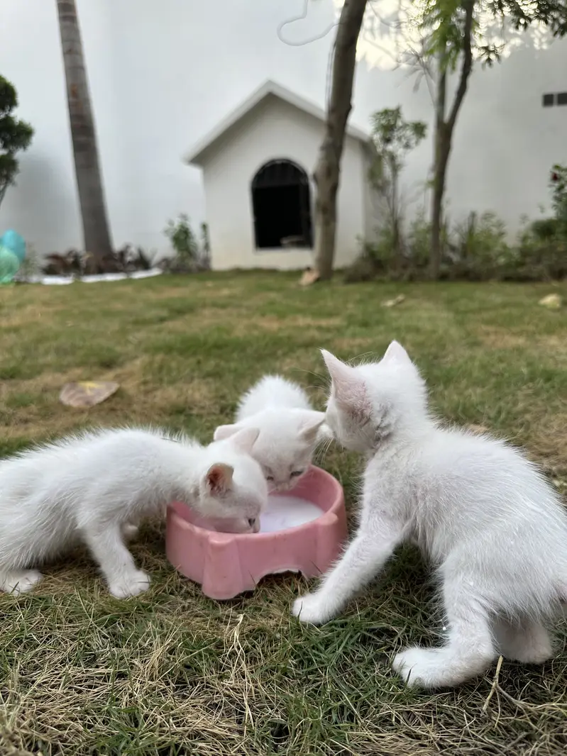 Kittens for sale — photo 4