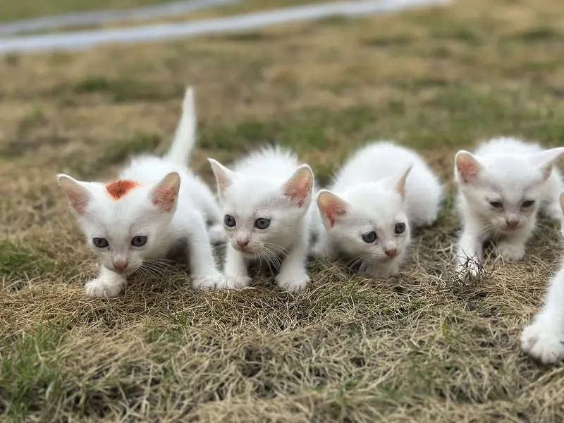 Kittens for sale — photo 5
