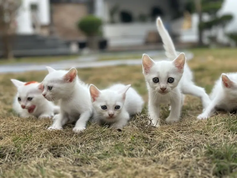 Kittens for sale — photo 6
