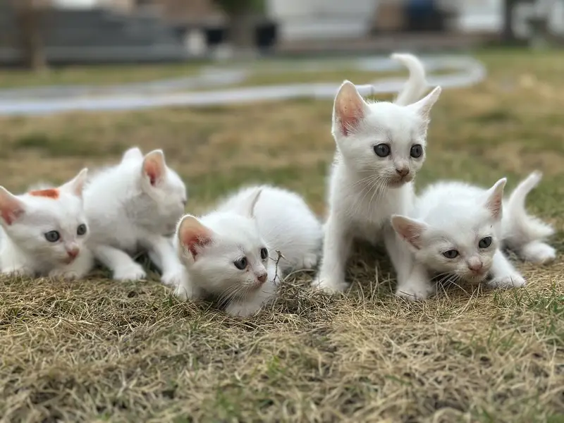 Kittens for sale — photo 7