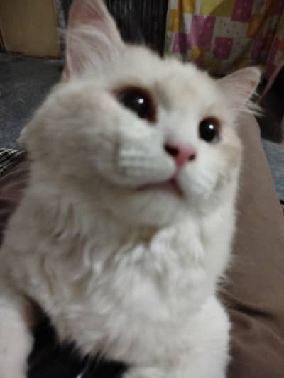 white and brown contrast persian cat