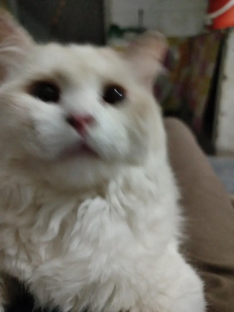 white and brown contrast persian cat — photo 2
