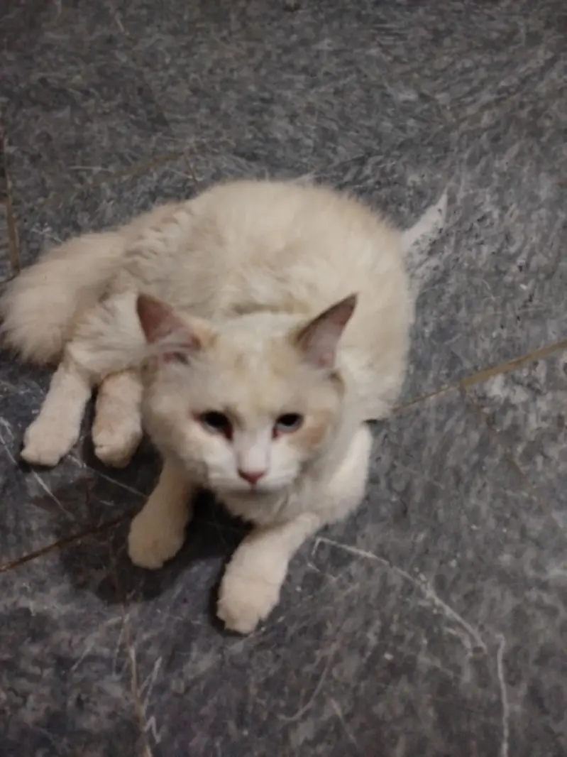 white and brown contrast persian cat — photo 3