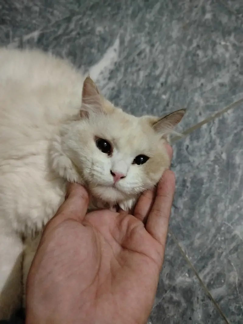 white and brown contrast persian cat — photo 4