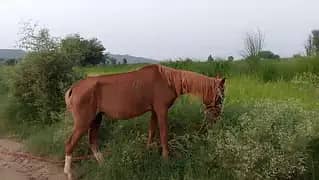 Desi english mix breed stallion | HORSE | desi horse | ghori
