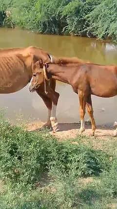 Desi english mix breed stallion | HORSE | desi horse | ghori