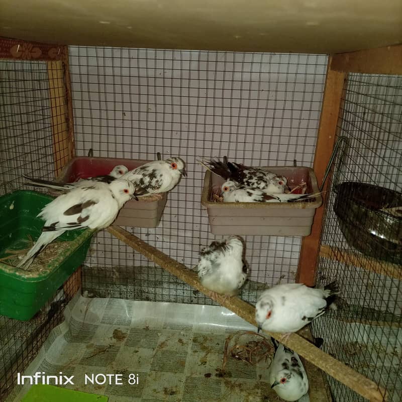 Doves 0