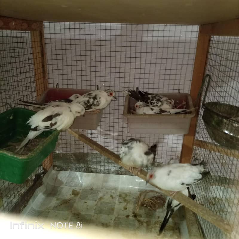 Doves 1