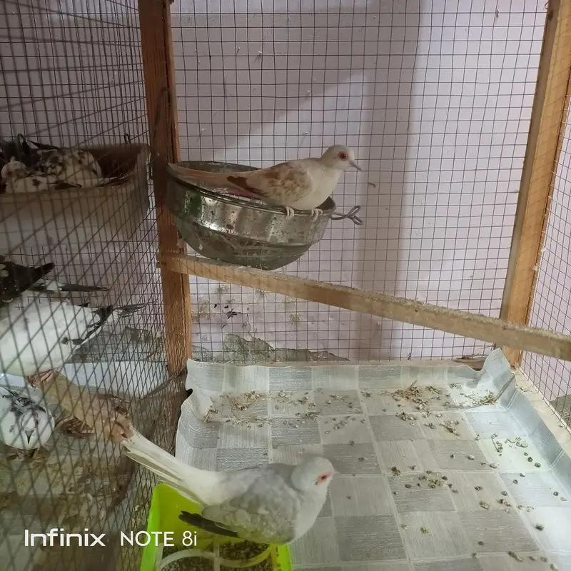 Doves — photo 3