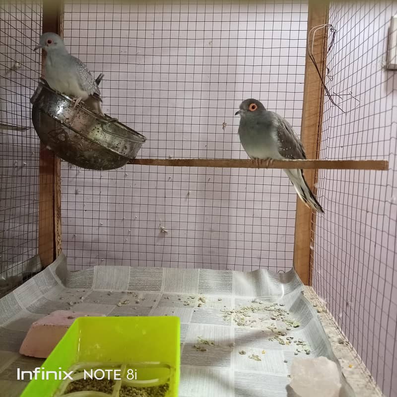 Doves 3