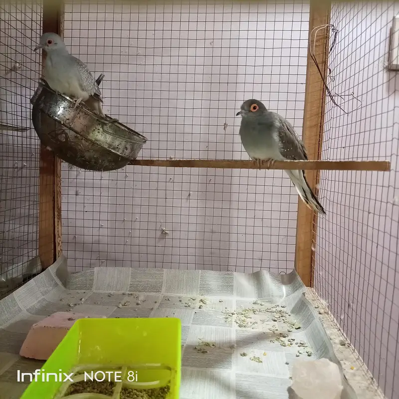 Doves — photo 4