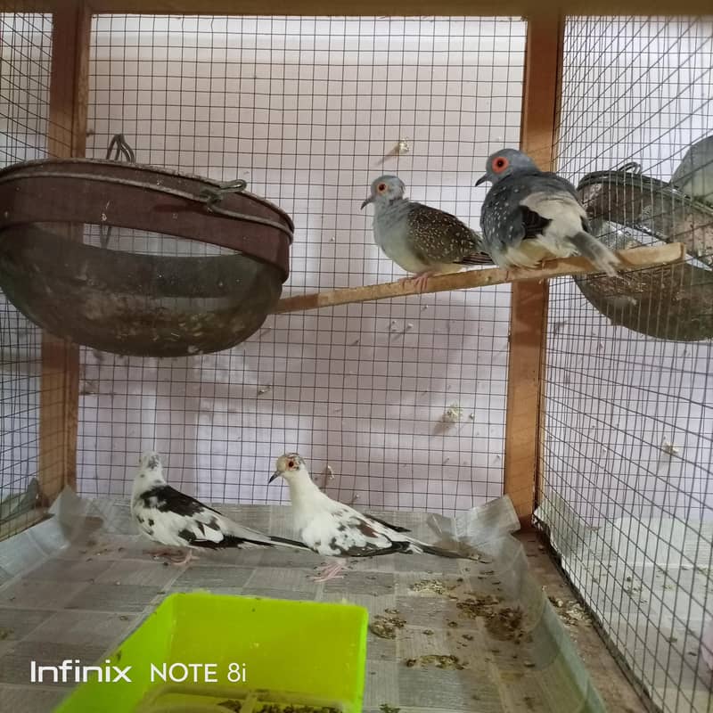 Doves 4