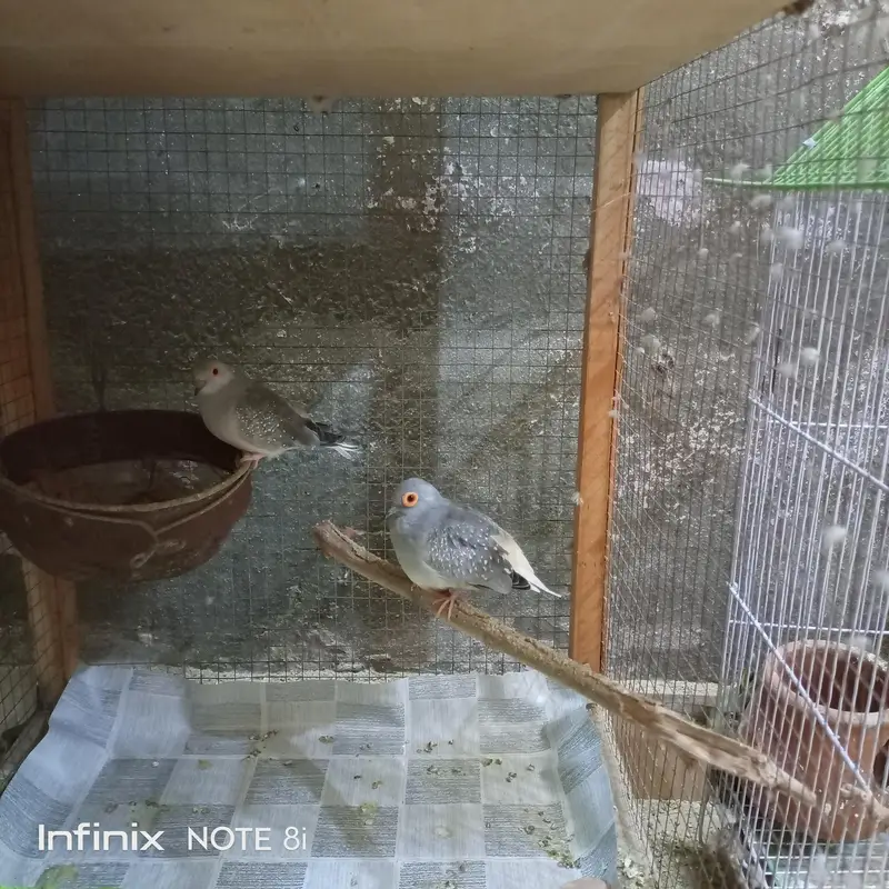 Doves — photo 7