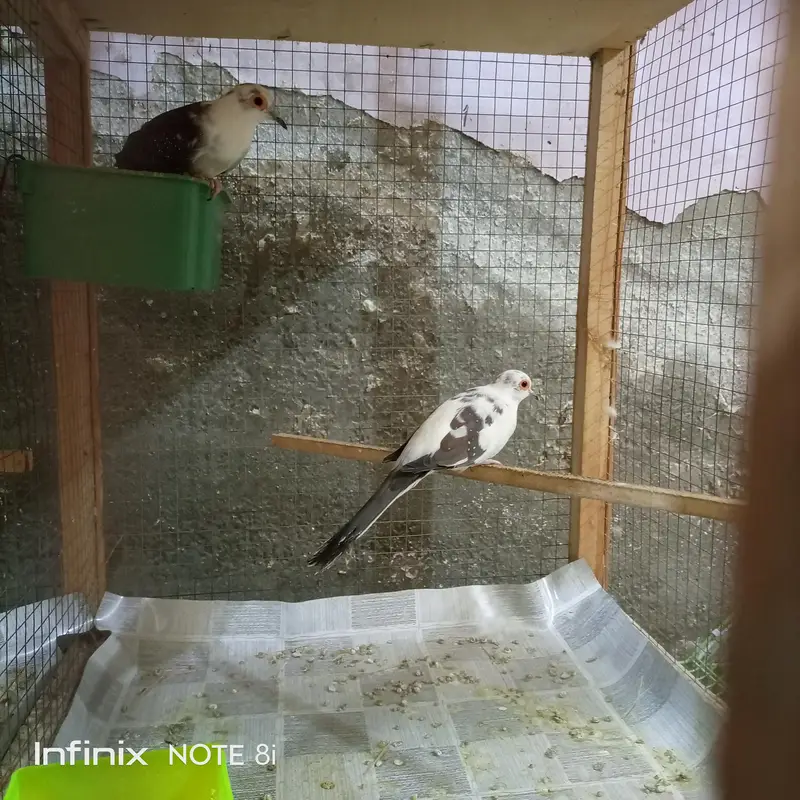 Doves — photo 8