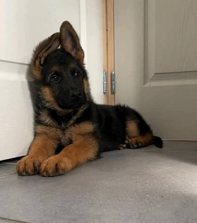 German shepherd puppies for sale healthy