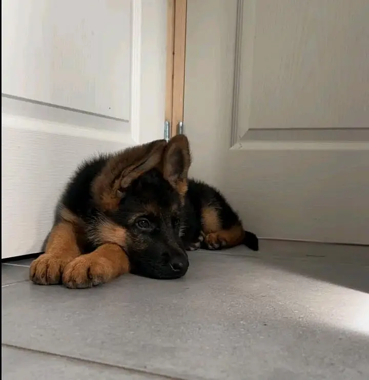 German shepherd puppies for sale healthy — photo 2