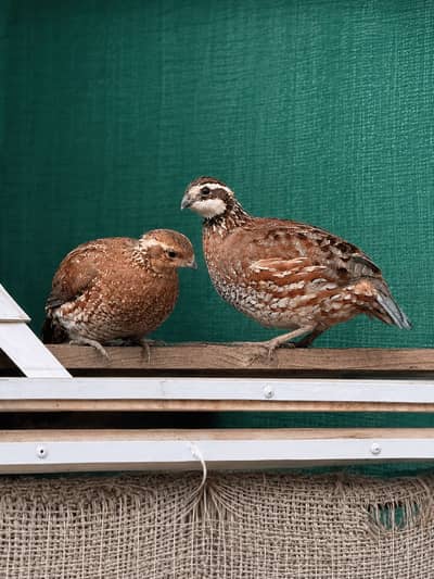 Bob White Quail