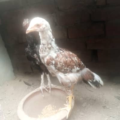 aseel patha black eye