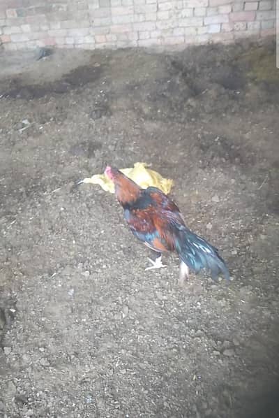 aseel pair for sale