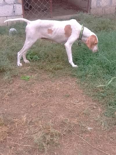 breeder pointer female for sale. healthy and vaccinatef