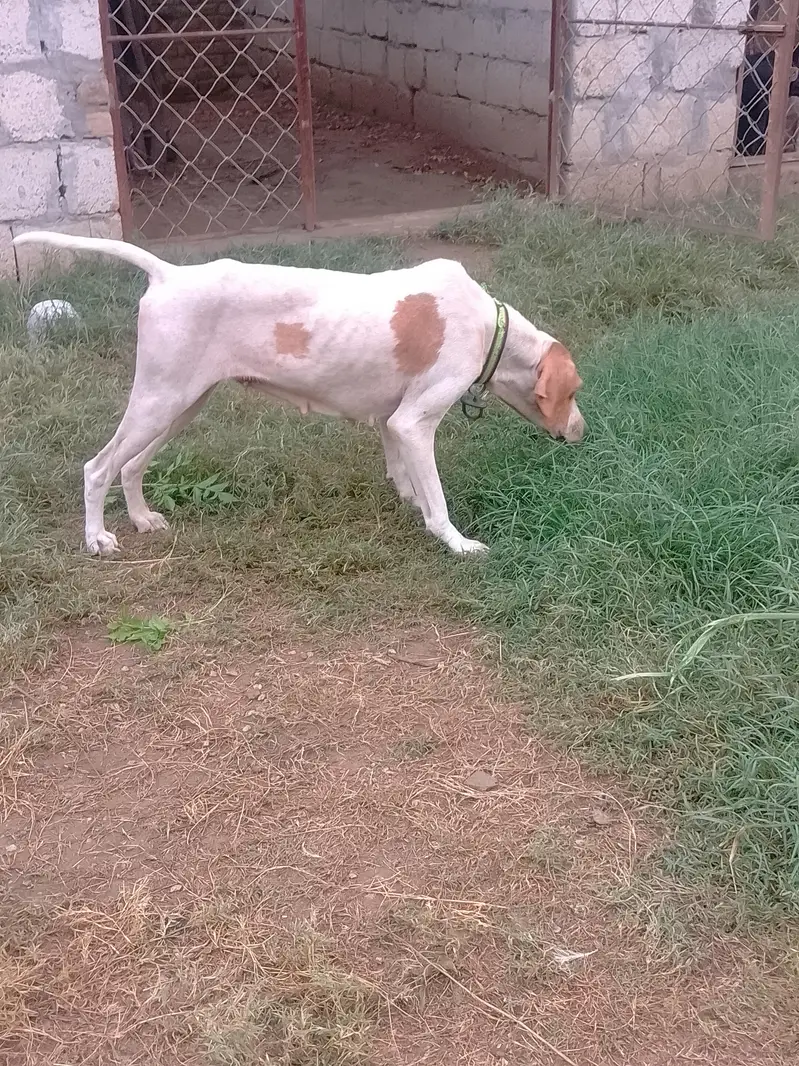 breeder pointer female for sale. healthy and vaccinatef — photo 2