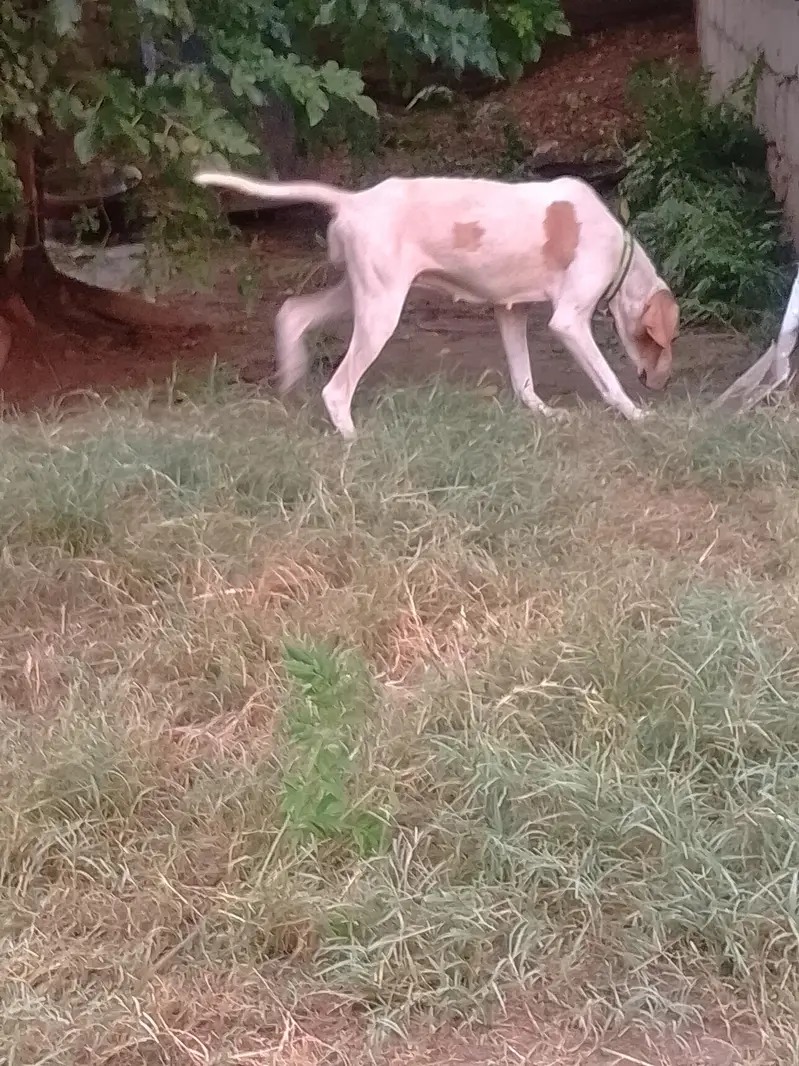 breeder pointer female for sale. healthy and vaccinatef — photo 3