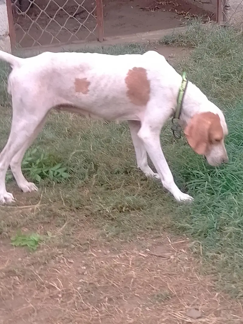 breeder pointer female for sale. healthy and vaccinatef — photo 4