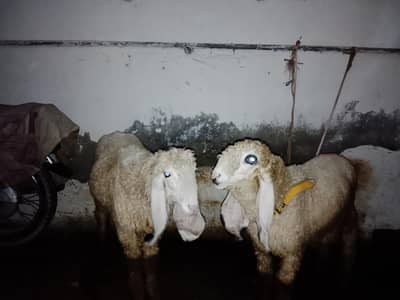male kajla 3 and female sheep 4