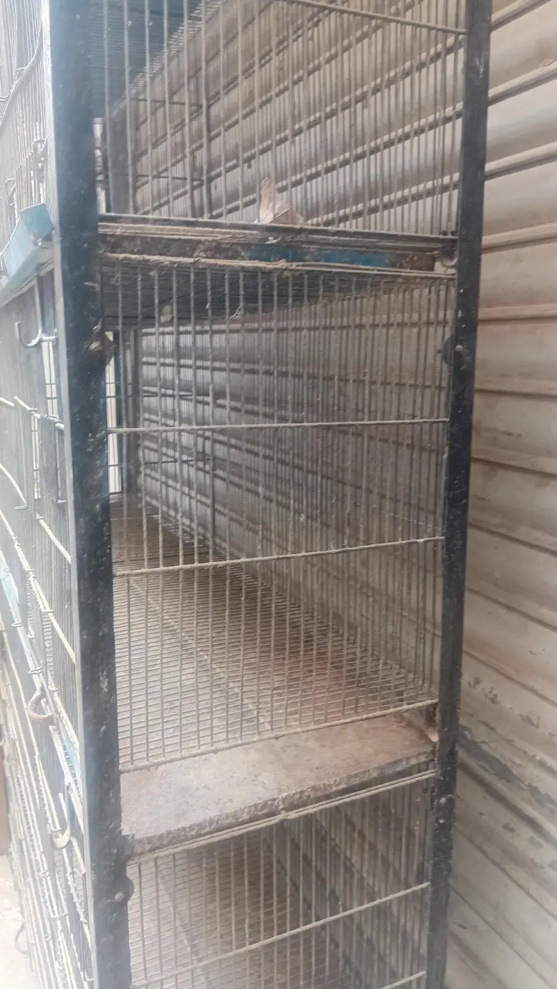 Ten portion bird cage — photo 3