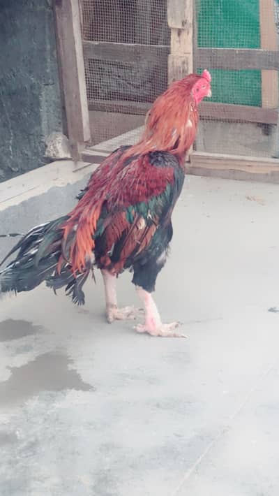 Miawali breeder  one eye Mazboot and band  joro me 03132353486