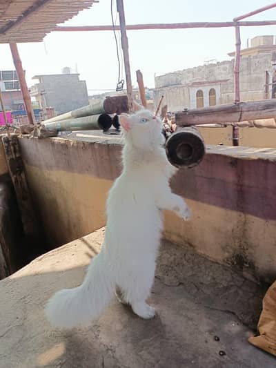 persian cat